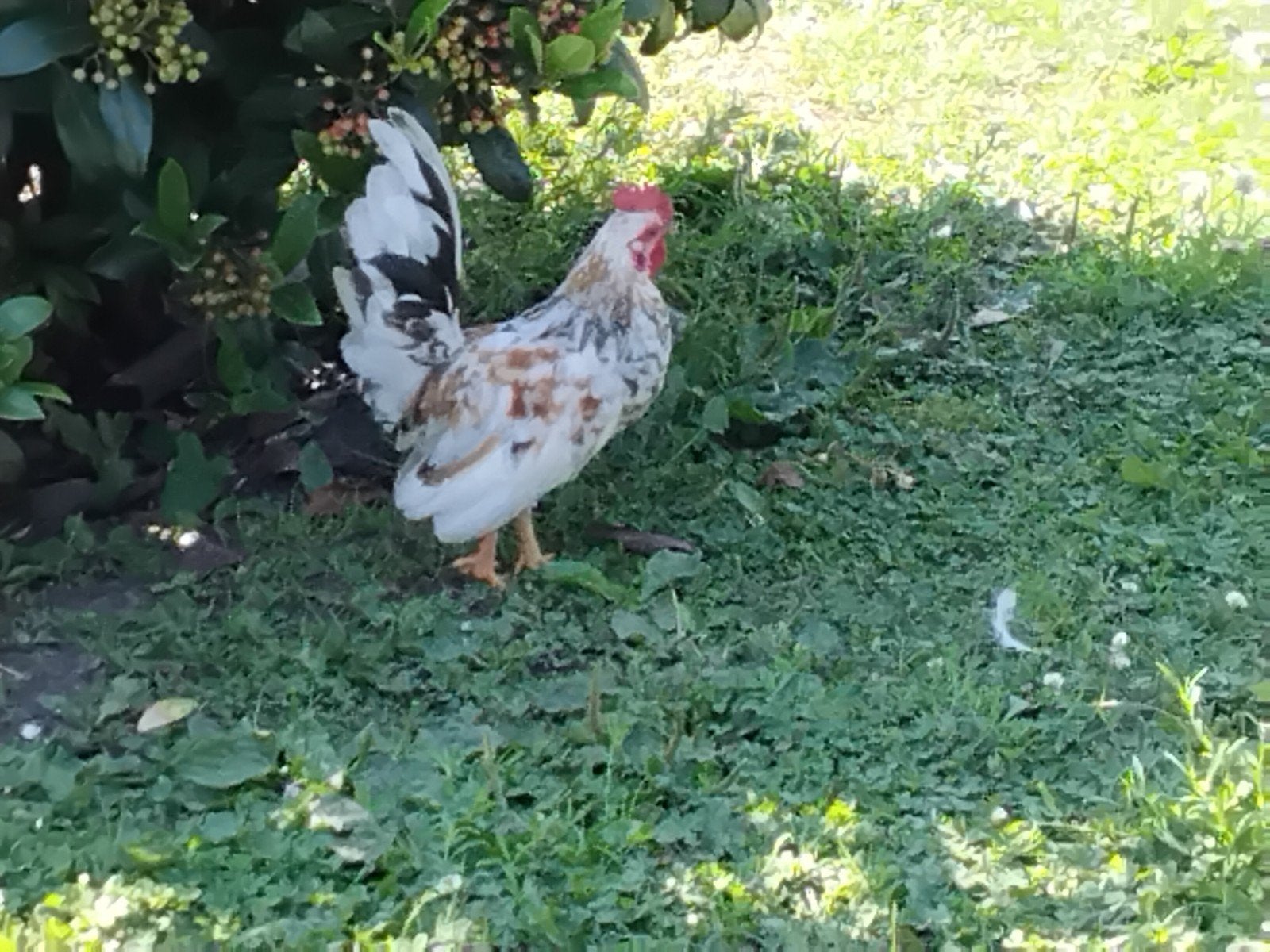 Serama Haantjes mooie kleuren, Dieren en Toebehoren, Pluimvee, Mannelijk, Kip