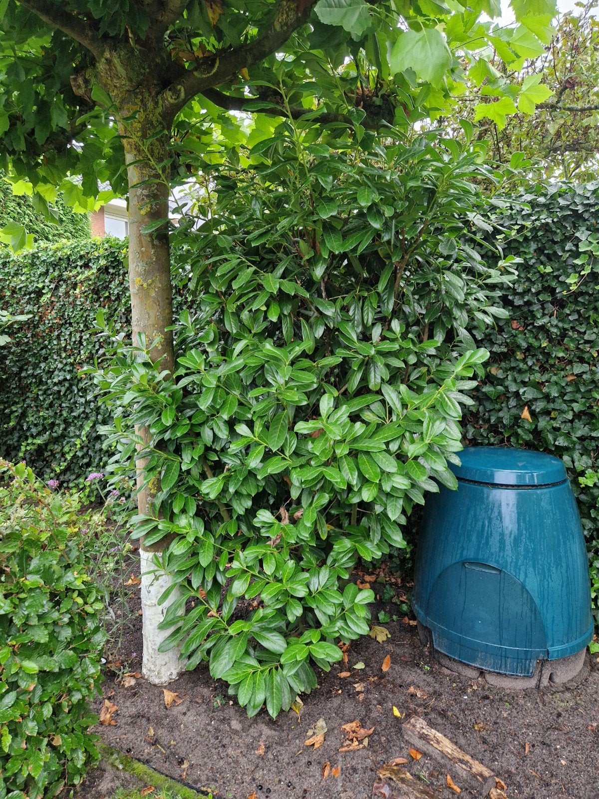 laurierstruik gratis, Ophalen, Laurier, Struik, 100 tot 250 cm