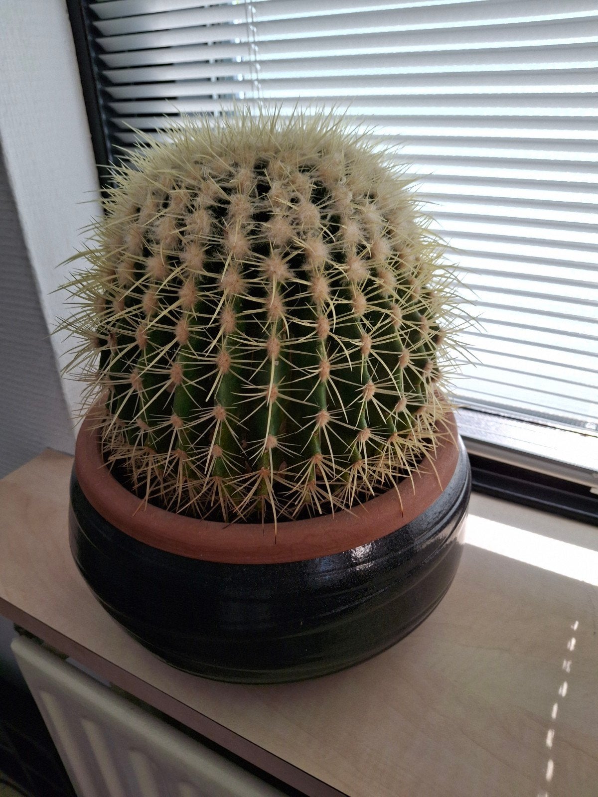 Grote cactus met pot - 30 cm hoog, 25 cm doorsnede, Tuin en Terras, Planten | Tuinplanten, Ophalen, Overige soorten, Volle zon