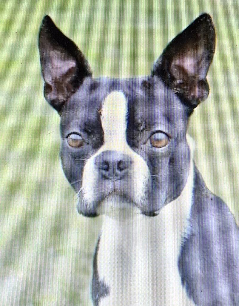 Boston Terrier  te koop gevraagd!!, 1 tot 2 jaar, Eén hond, Nederland, Particulier