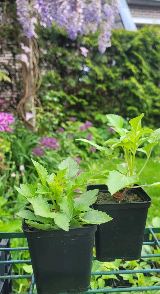 Dahlia's, Ophalen, Overige soorten, Volle zon