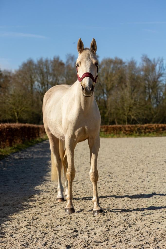 Prachtige 3-jarige Palomino Ruin (Krem x Scandic), Met stamboom, Ruin, Dressuurpaard, 3 tot 6 jaar