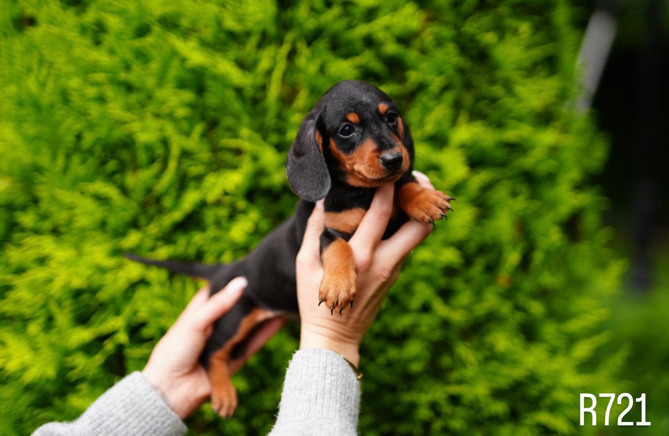 Dwerg teckel pups te koop, Nederland, 8 tot 15 weken, Korthaar, Dwerg