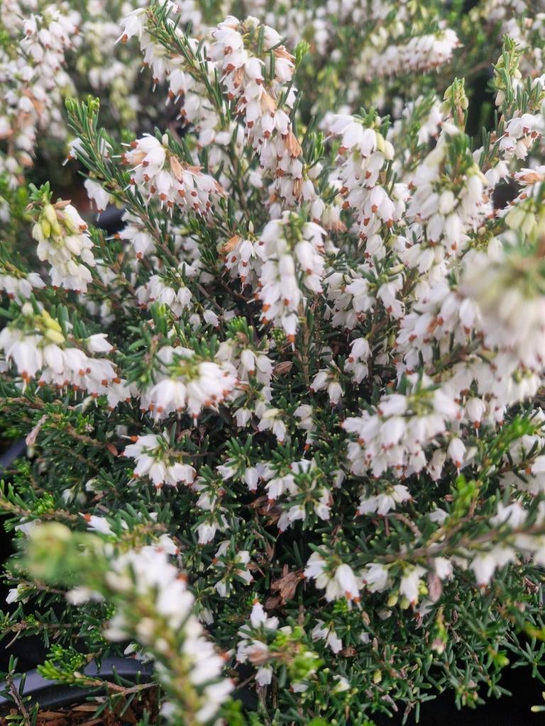 Winterheide wit (Erica darleyensis), Tuin en Terras, Bodembedekkers, Volle zon, Vaste plant, Ophalen of Verzenden