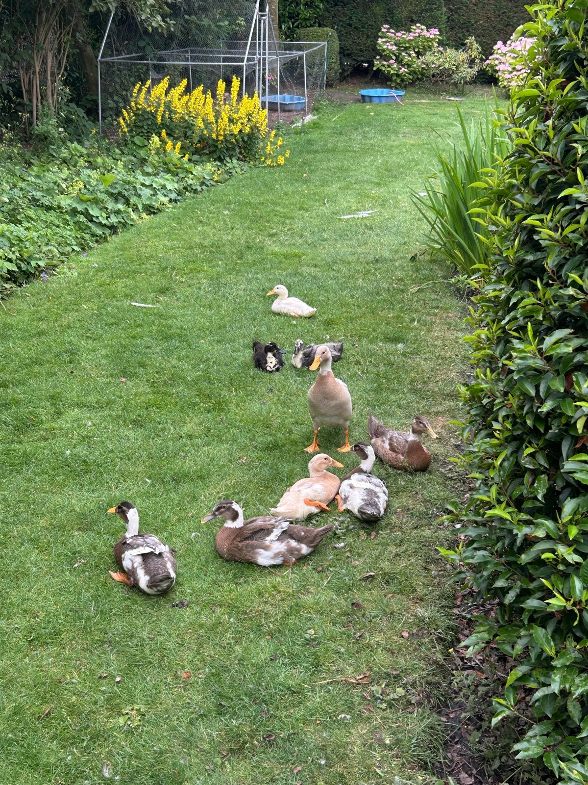 Lieve indische loopeenden jong tot oud, Meerdere dieren