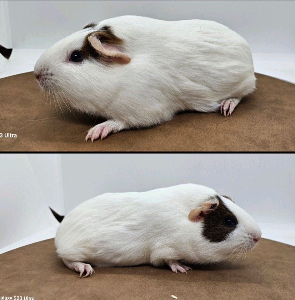 Choco goud wit gladhaar zeugje, Cavia, Juli, Vrouwelijk, Tam