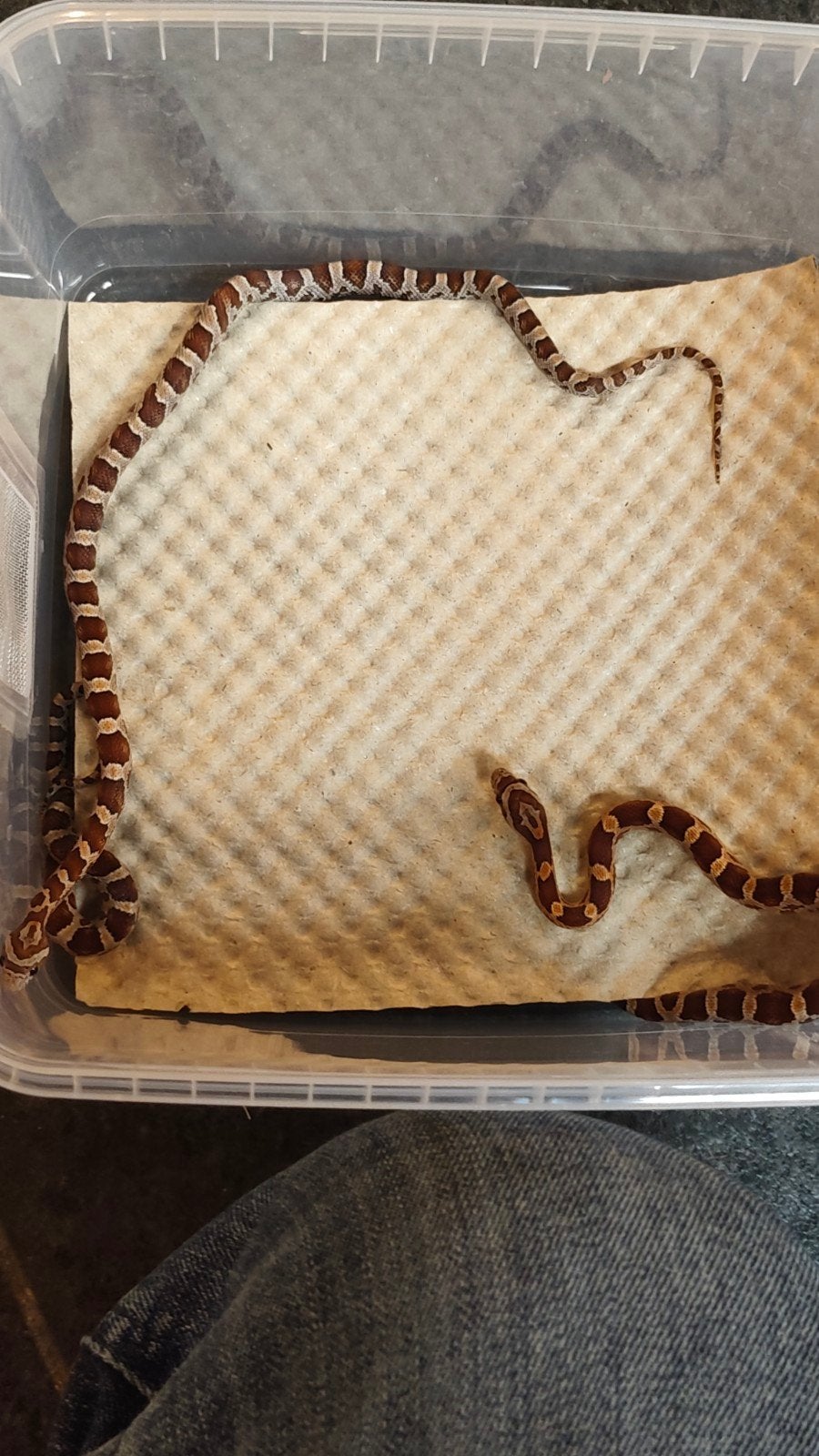 Rode rattenslang, juni 2026 Corn Snake photo 8