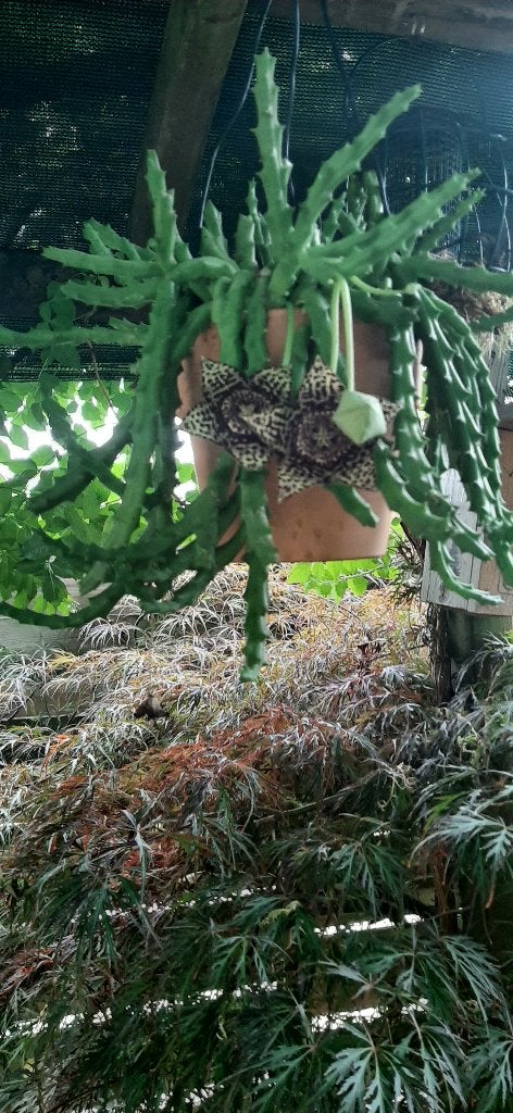 Bijzondere Vetplant met Stervormige Bloemen, Ophalen, Vetplant, Halfschaduw, In pot