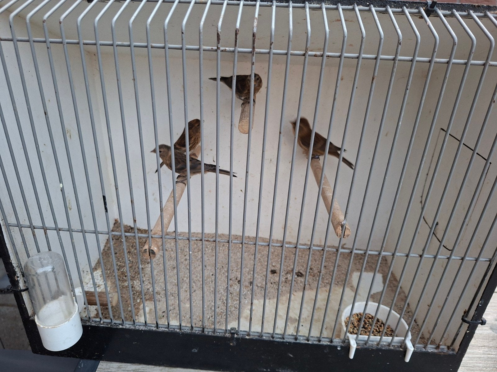Barmsijzen, Dieren en Toebehoren, Meerdere dieren, Geringd