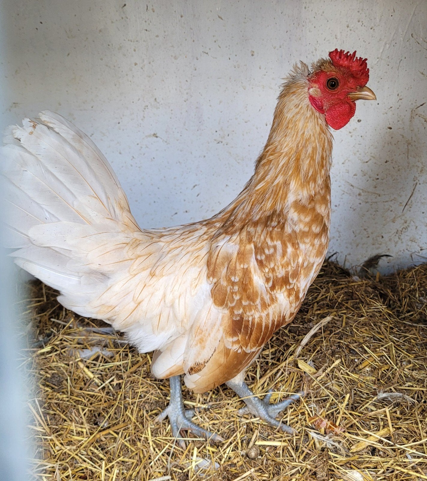 leuke kruising Sebright haan, Mannelijk, Kip