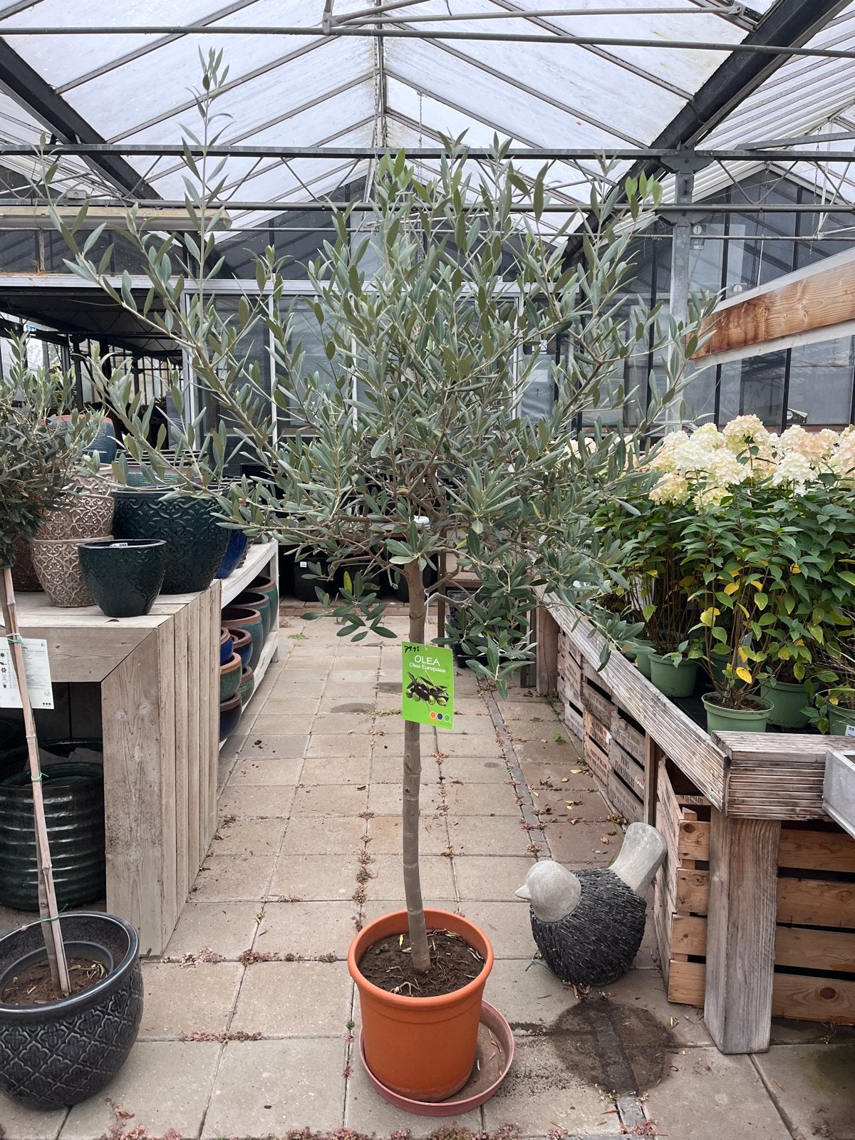 Olijfboom op stam - Olea Europaea (90cm stamhoogte), Overige soorten, Volle zon, Vaste plant, Ophalen of Verzenden