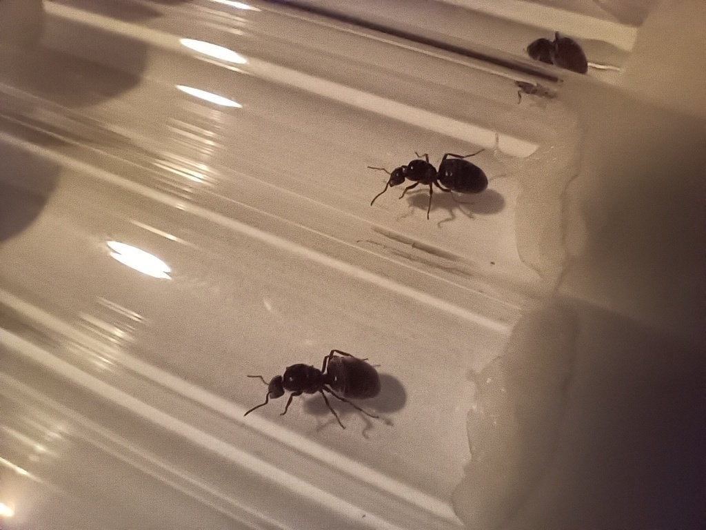 Lasius Niger mieren met koningin, Mieren