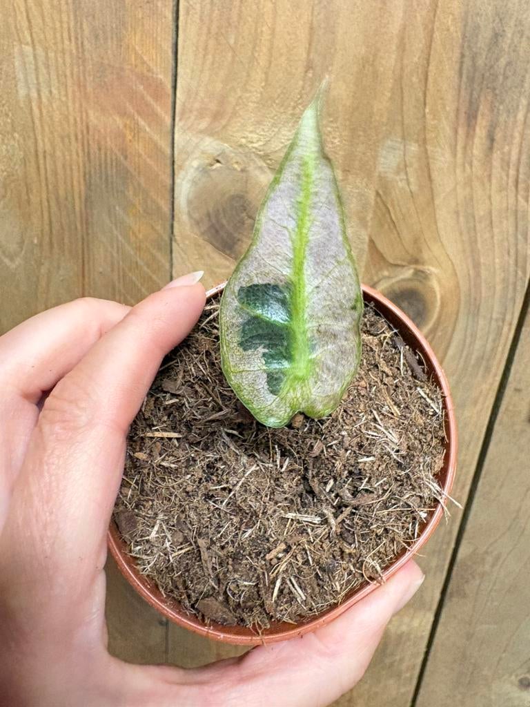 Alocasia amazonica polly variegata plant pink roze mint, Ophalen of Verzenden, Halfschaduw, Minder dan 100 cm