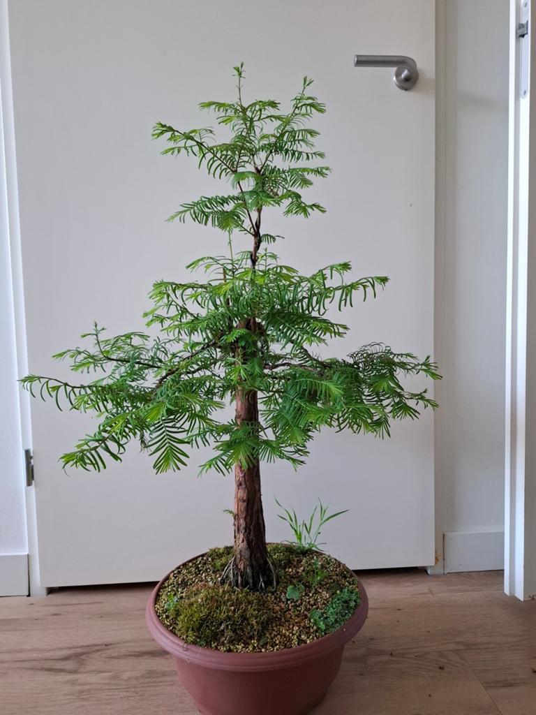 Metasequoia bonsai, Bloeit niet, Overige soorten, Minder dan 100 cm, Ophalen