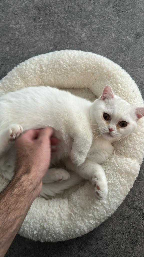 Britse korthaar kitten, Kater