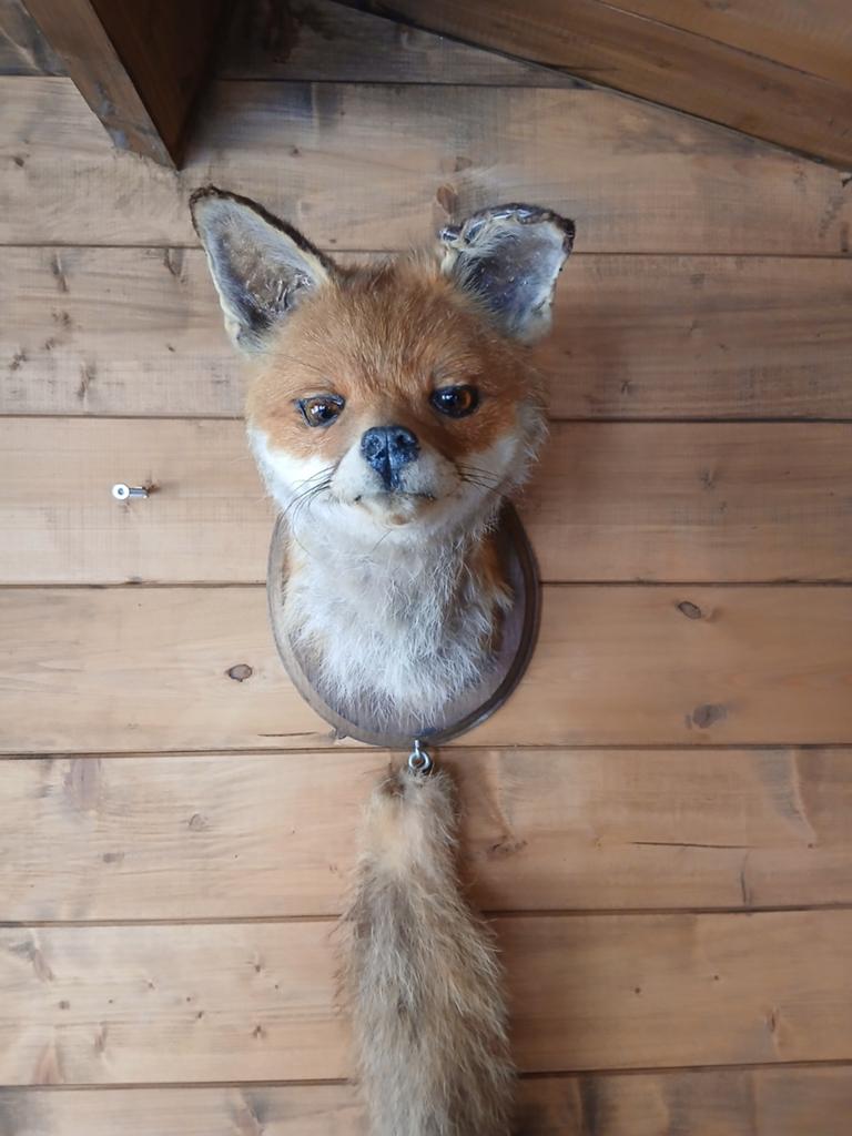 Vossenkop, opgezette kop, taxidermie, ree, reekop, Verzamelen, Ophalen of Verzenden