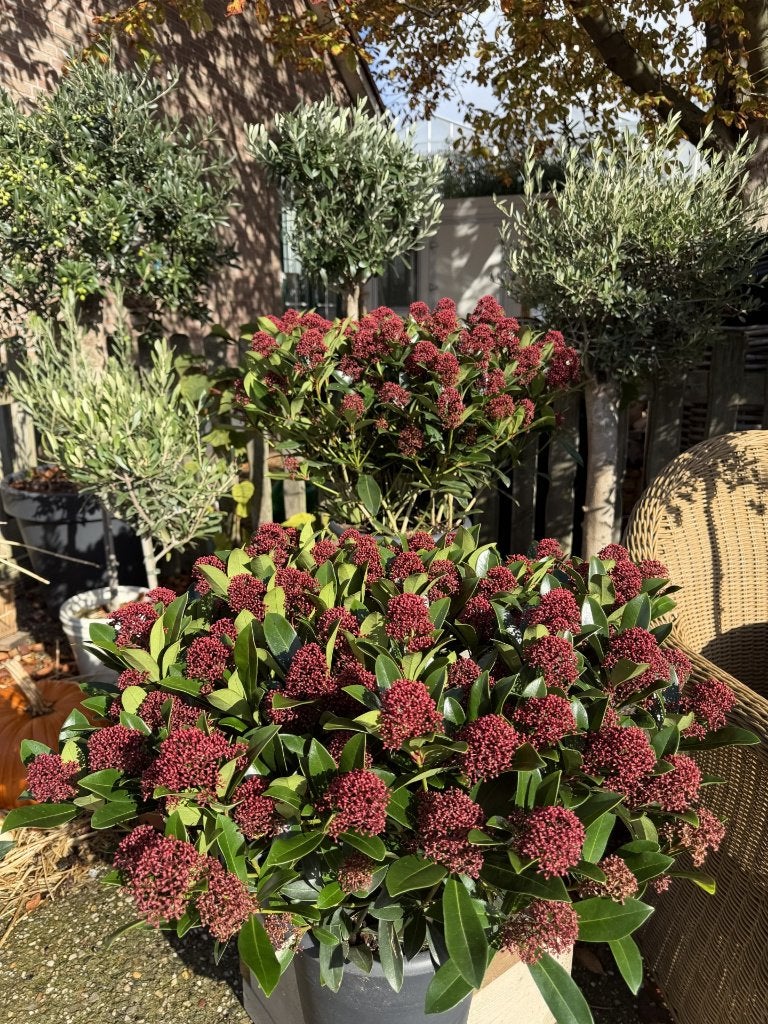Skimmia japonica 'Rubella' pot 30 cm H 60 CM, Vaste plant, Halfschaduw, Herfst, Ophalen