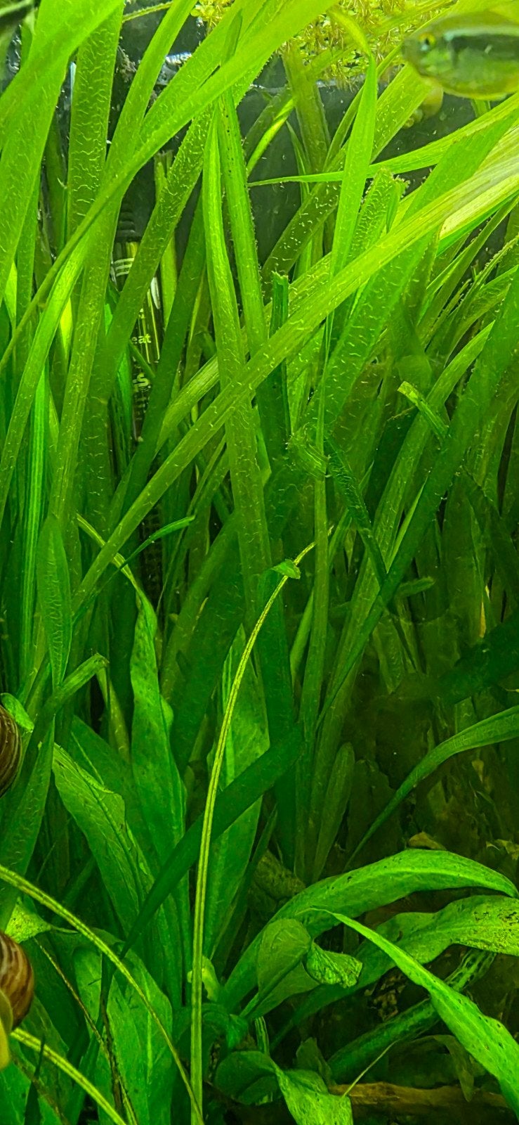 Reuze Vallisneria Steken, Dieren en Toebehoren, Ophalen, Plant(en), Steen of Hout