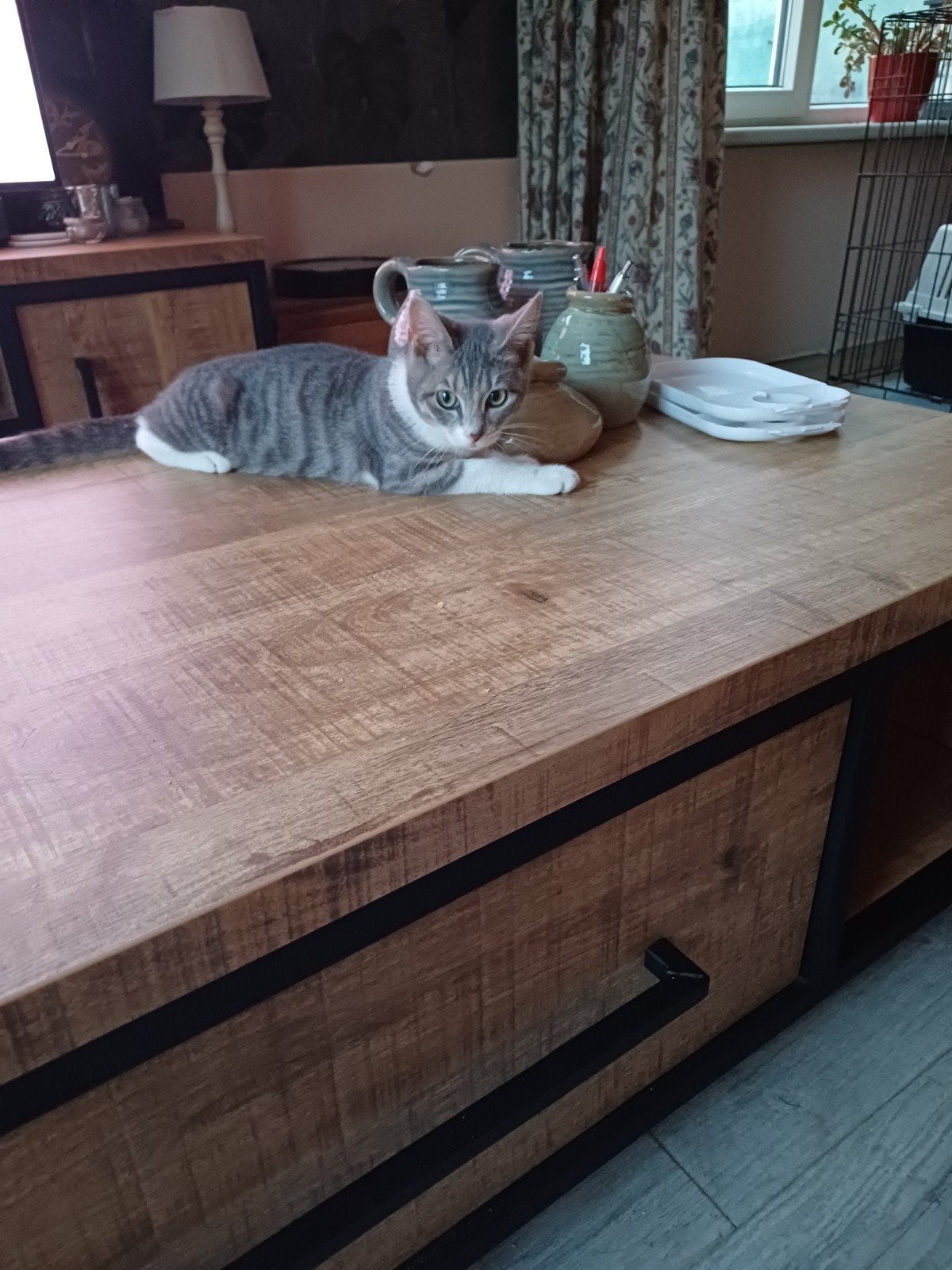 Lievdevol en speelse kittens zoeken een gouden mandje!, Dieren en Toebehoren, Meerdere dieren