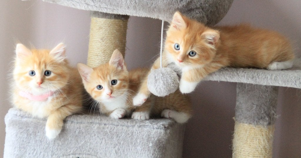 3 kruising Noorse Boskat/ Eur Korthaar kittens, Meerdere dieren, Ontwormd, 0 tot 2 jaar