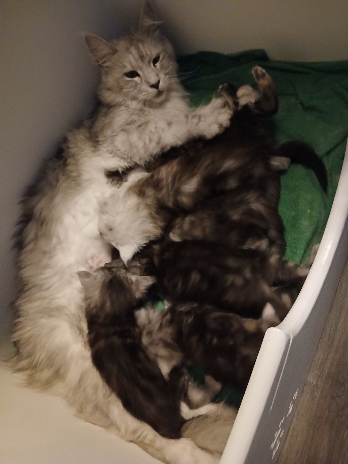 Maine coon kittens., Dieren en Toebehoren, Katten en Kittens | Raskatten | Langhaar, Meerdere dieren, Gechipt, 0 tot 2 jaar