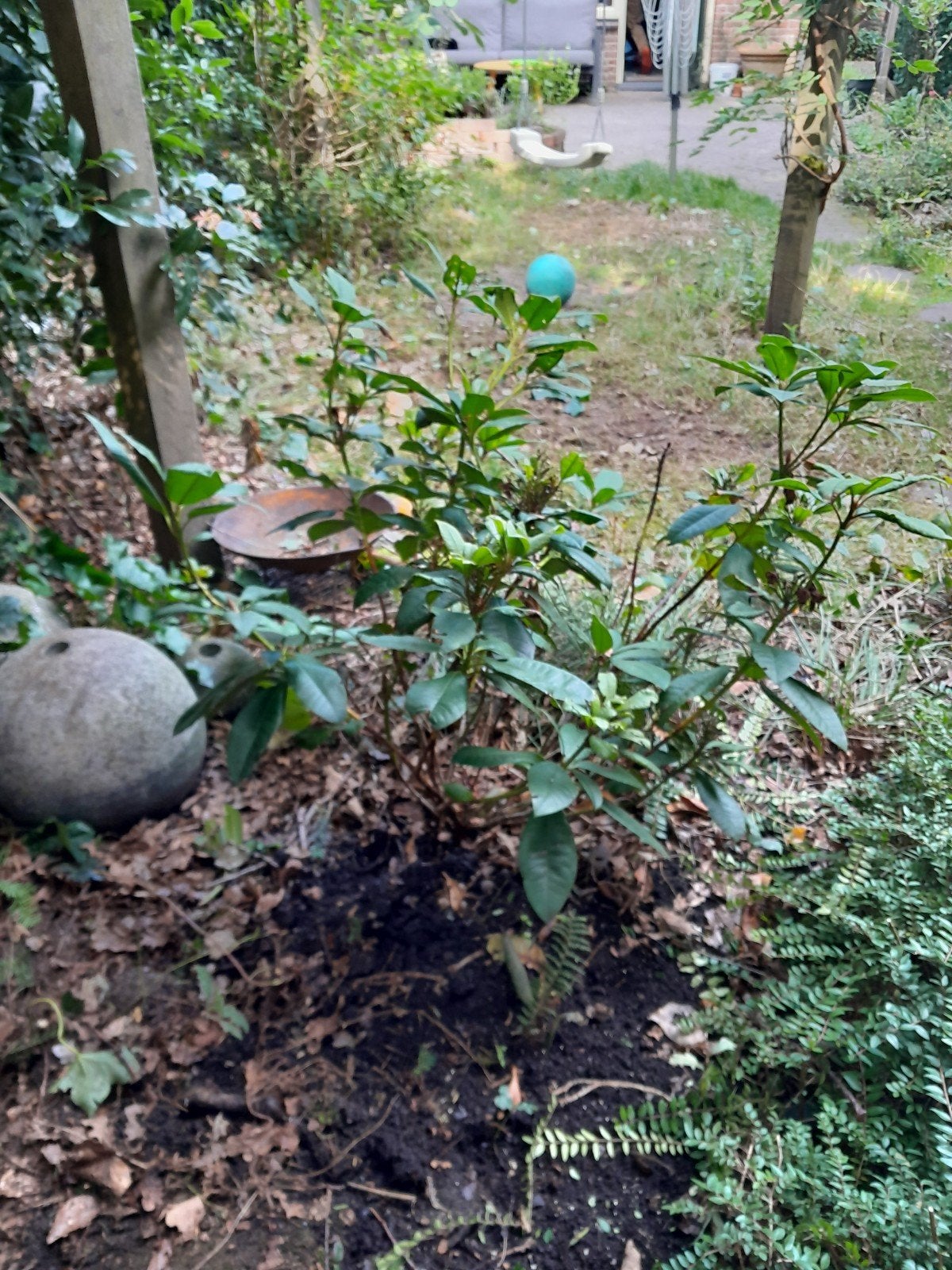 gratis af te halen: rhododendron, Ophalen, Rhododendron, 100 tot 250 cm