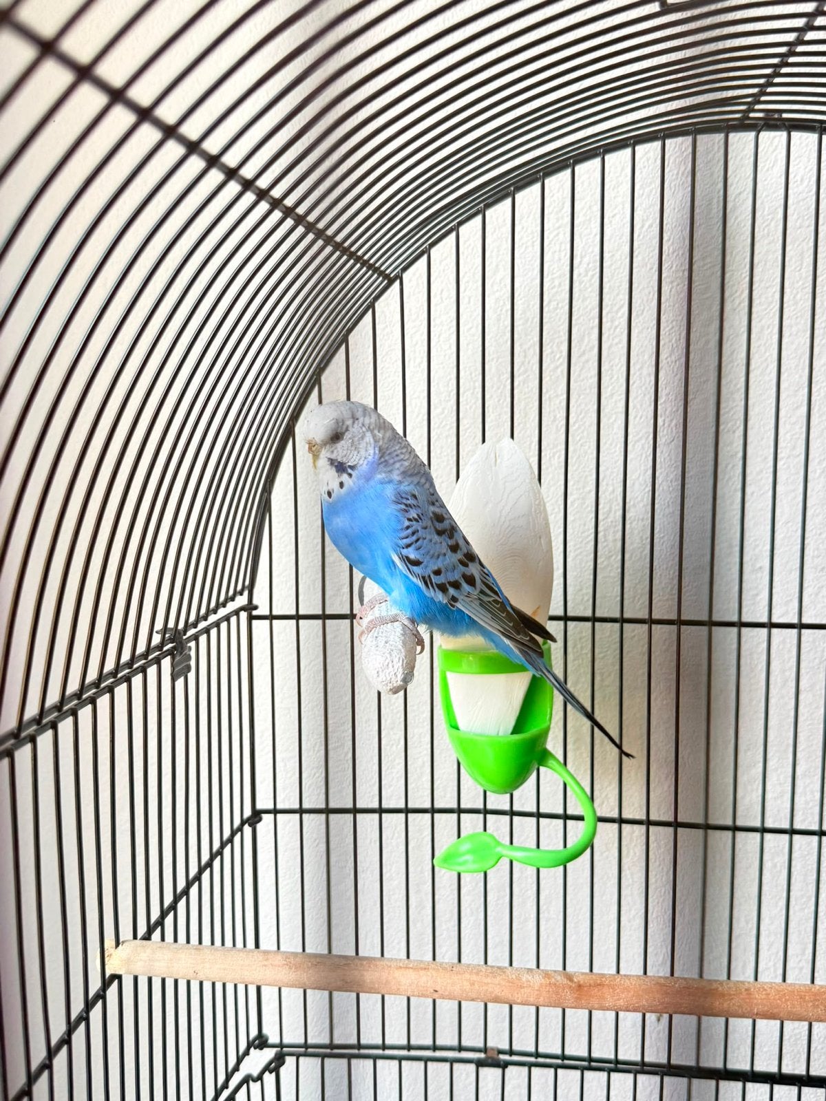 Heel mooi grasparkiet ze zijn 1 jaar oud., Dieren en Toebehoren