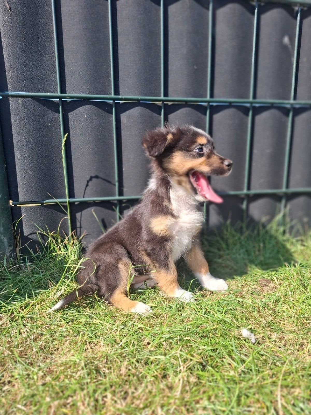 Schitterende Australian Shepherd pups!! ( Aussie), Nederland, Parvo, 8 tot 15 weken, Meerdere