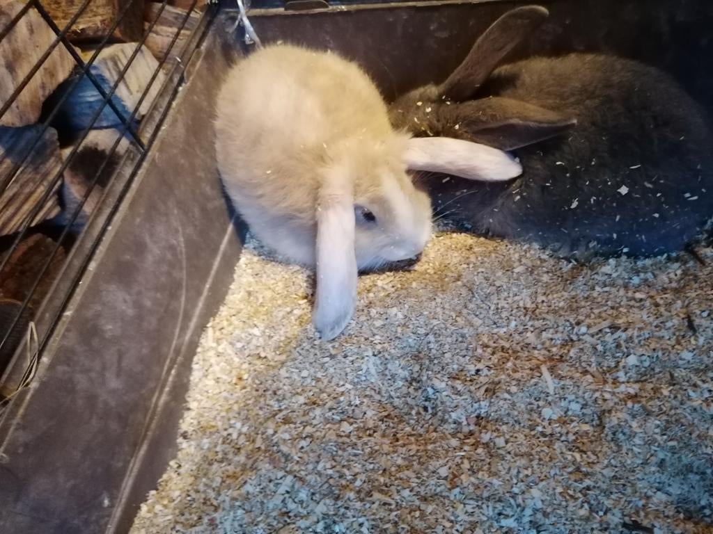 Mooi Franse hangoor flaamse ruis konijnen te koop, Dieren en Toebehoren, Konijnen, Meerdere dieren