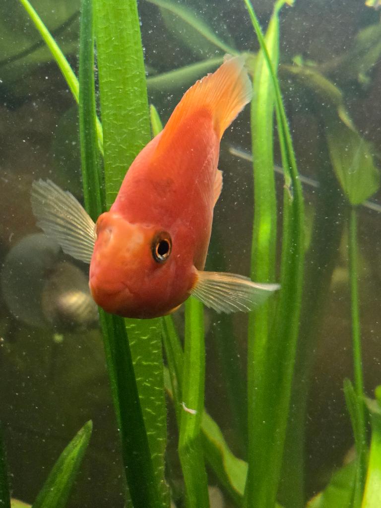 papegaai cichlide, Vis, Zoetwatervis