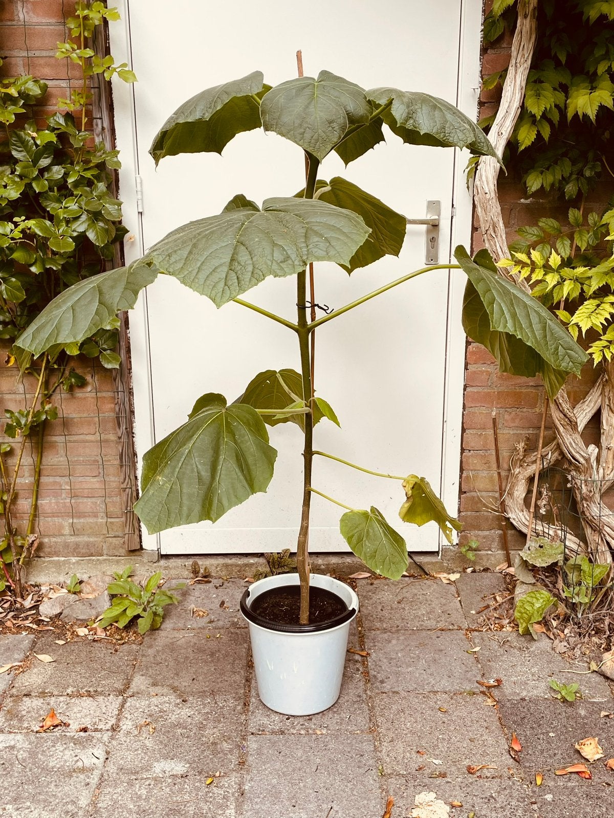 Supermooie jonge Pauwlownia bomen (Keizersboom), Tuin en Terras, Planten | Bomen, Overige soorten, Lente, 100 tot 250 cm, Ophalen