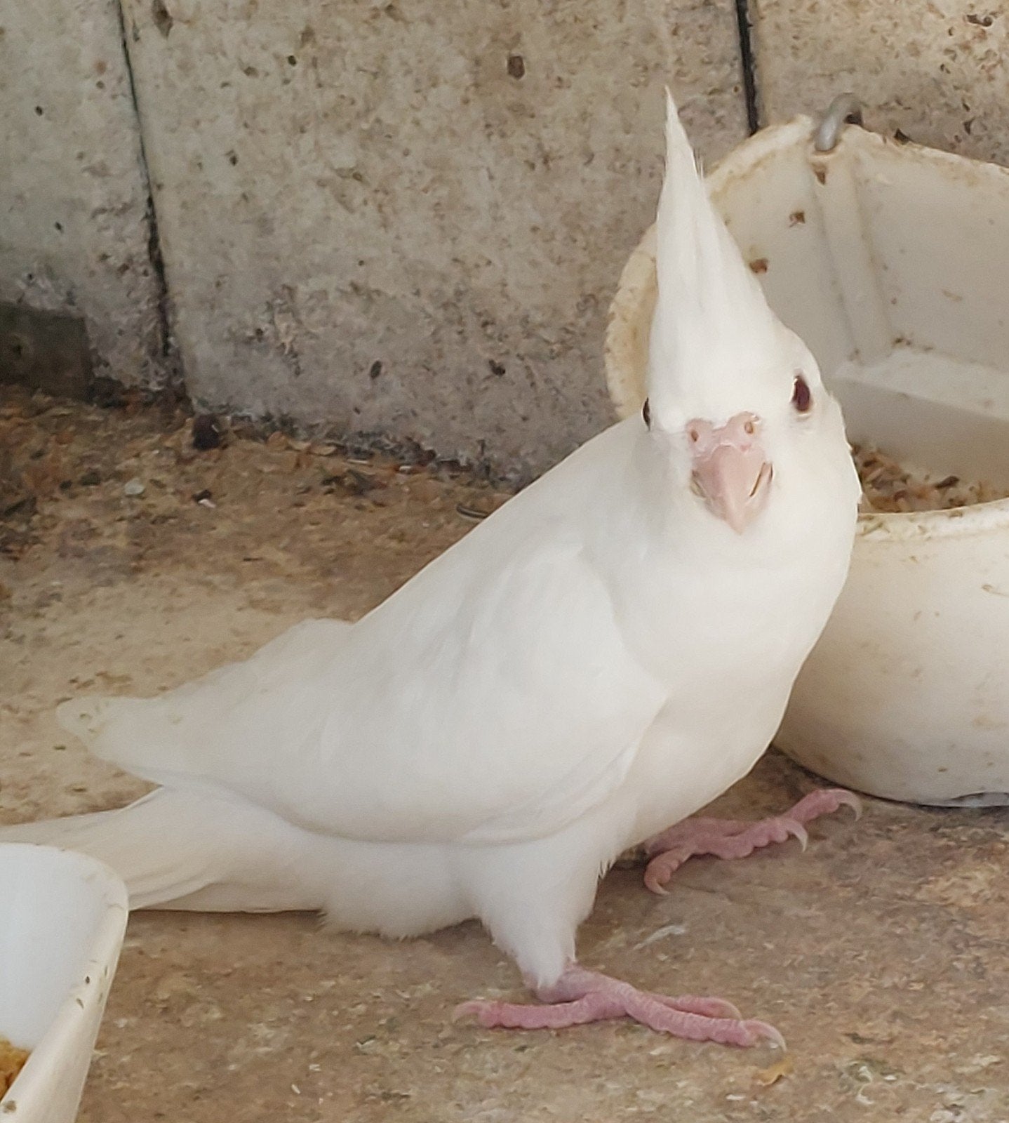 2 albino valkparkieten, Dieren en Toebehoren, Geslacht onbekend, Parkiet