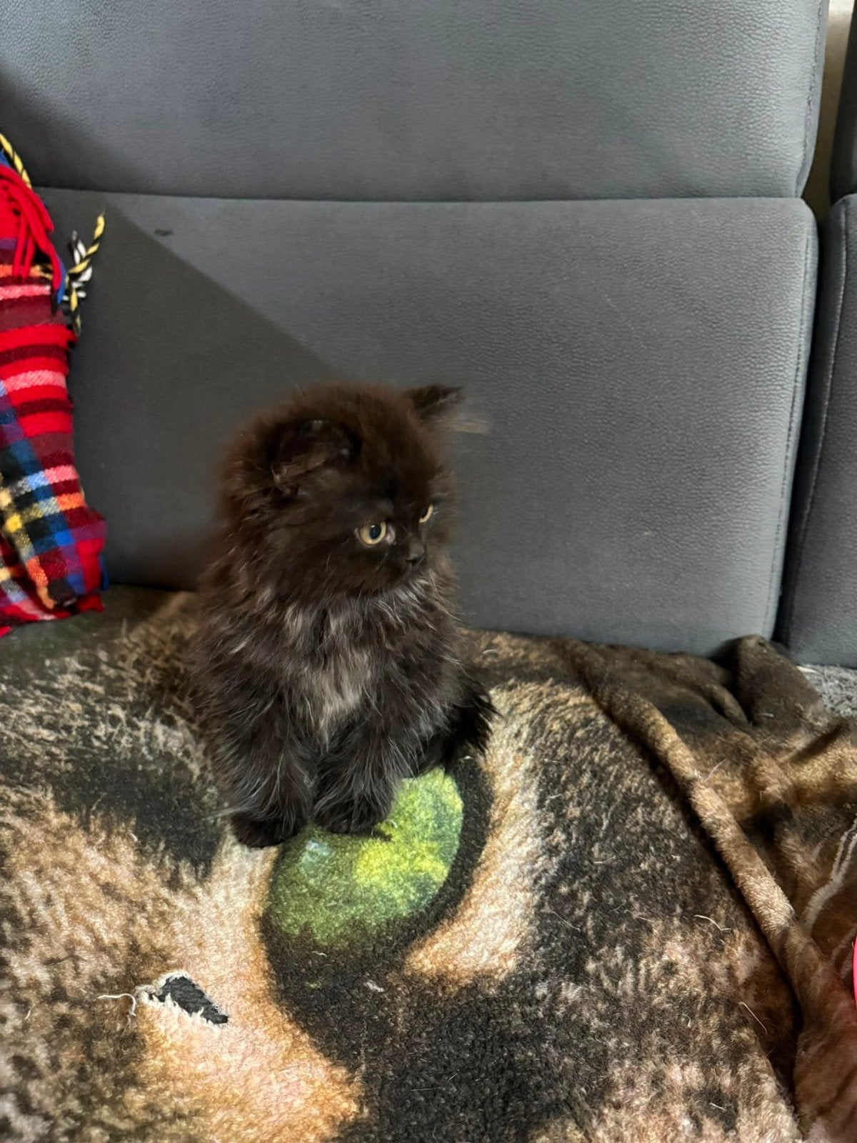 Te koop britse langhaar, Meerdere dieren, Ontwormd