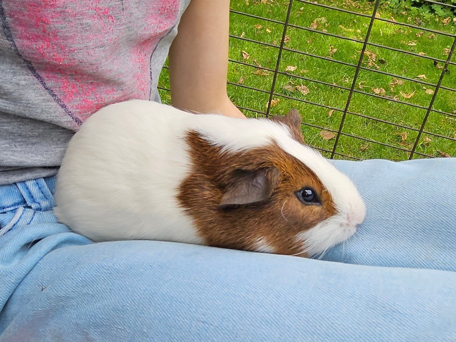 Lief cavia beertje, Cavia, Augustus, Mannelijk, Tam