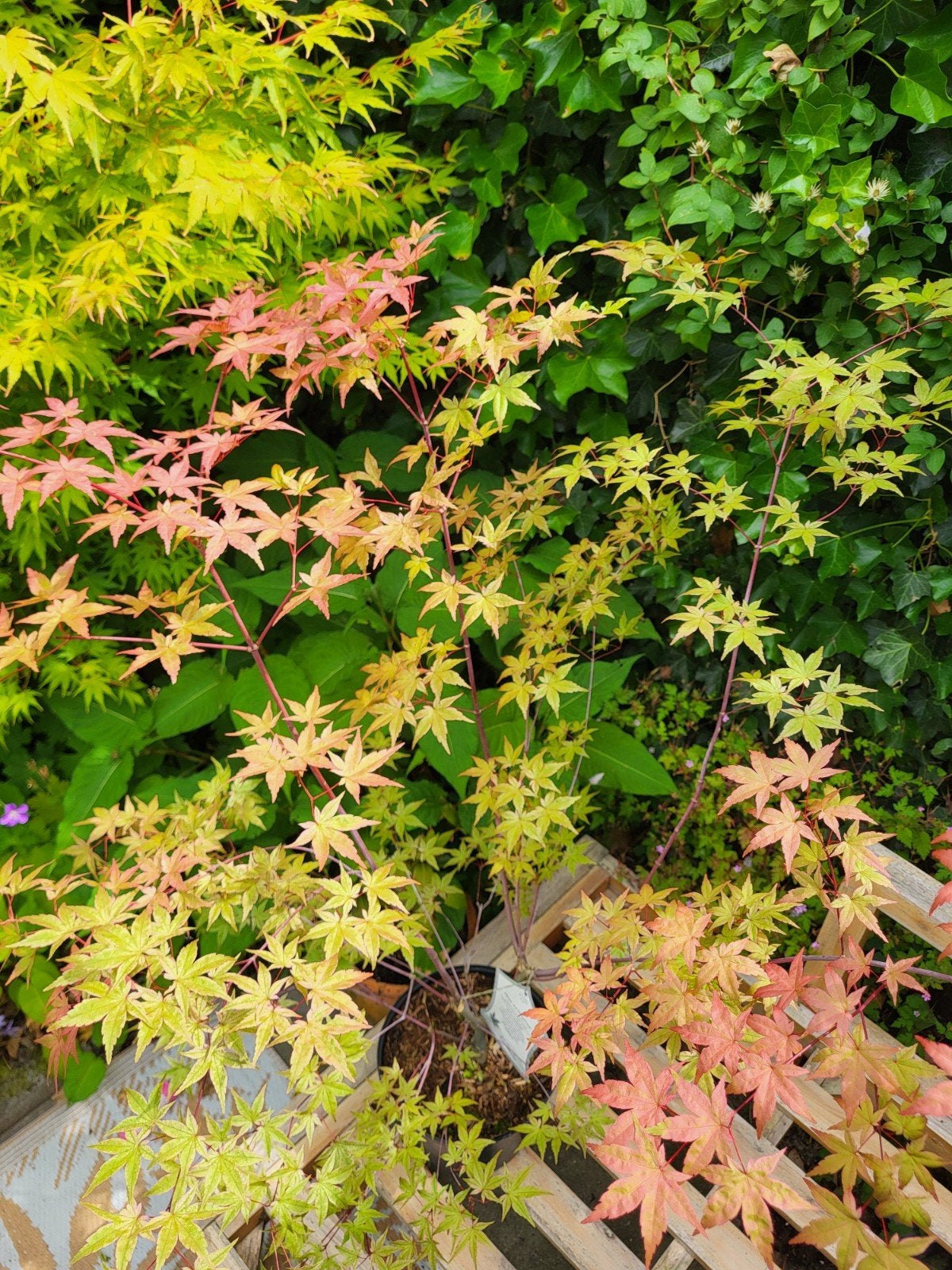 Acer palmatum Beni Komachi, Tuin en Terras, Ophalen
