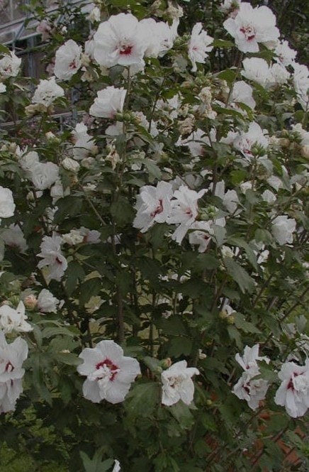 Witte Hibiscus Tuinplant, Ophalen