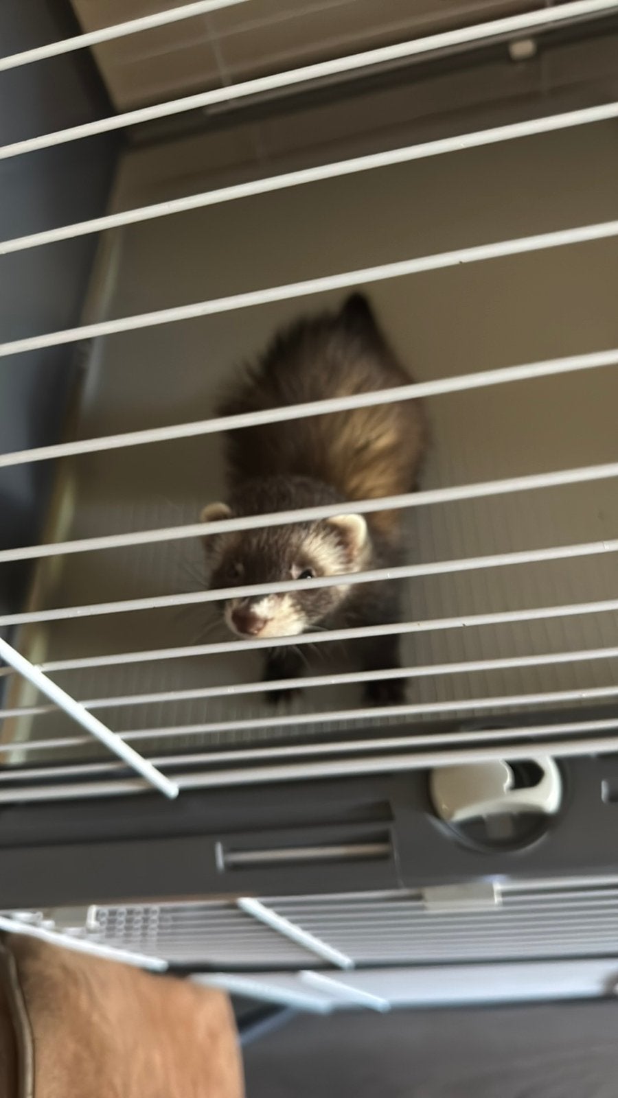 Fredje met kooi, Dieren en Toebehoren, Fret, Vrouwelijk, Tam, September