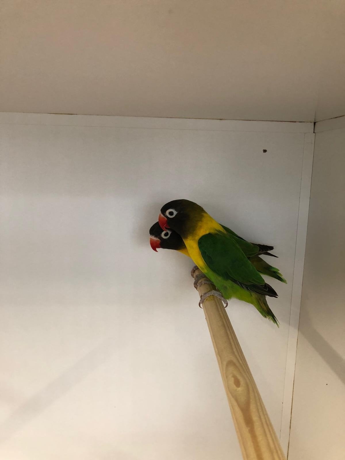 personata,s, Meerdere dieren, Dwergpapegaai of Agapornis