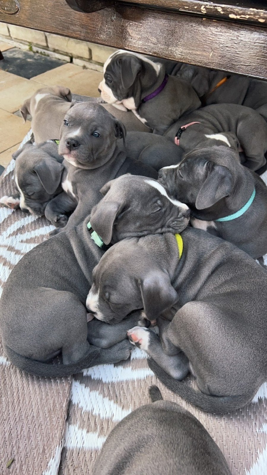eenmalige unieke pups nog 7 pups beschikbaar, Dieren en Toebehoren, Honden | Bulldogs, Pinschers en Molossers, 8 tot 15 weken