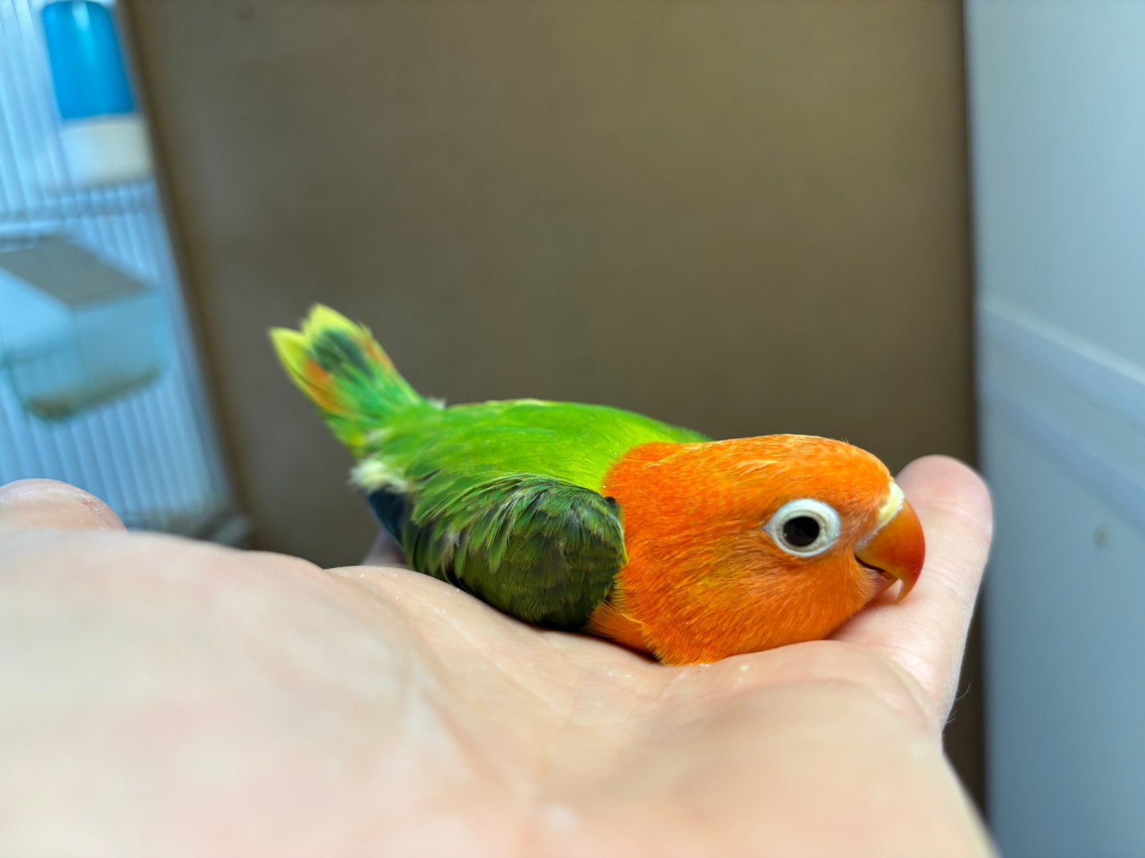 Jonge opaline agapornis fischeri popjes, Vrouwelijk, Dwergpapegaai of Agapornis, Geringd