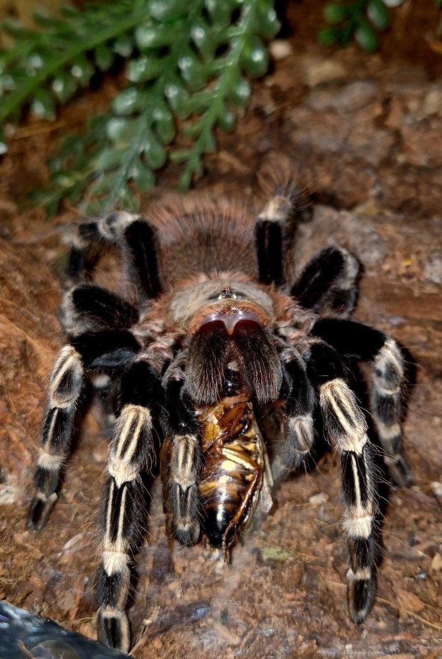 vitalius Chromatus 0.1, Dieren en Toebehoren, Spin of Schorpioen