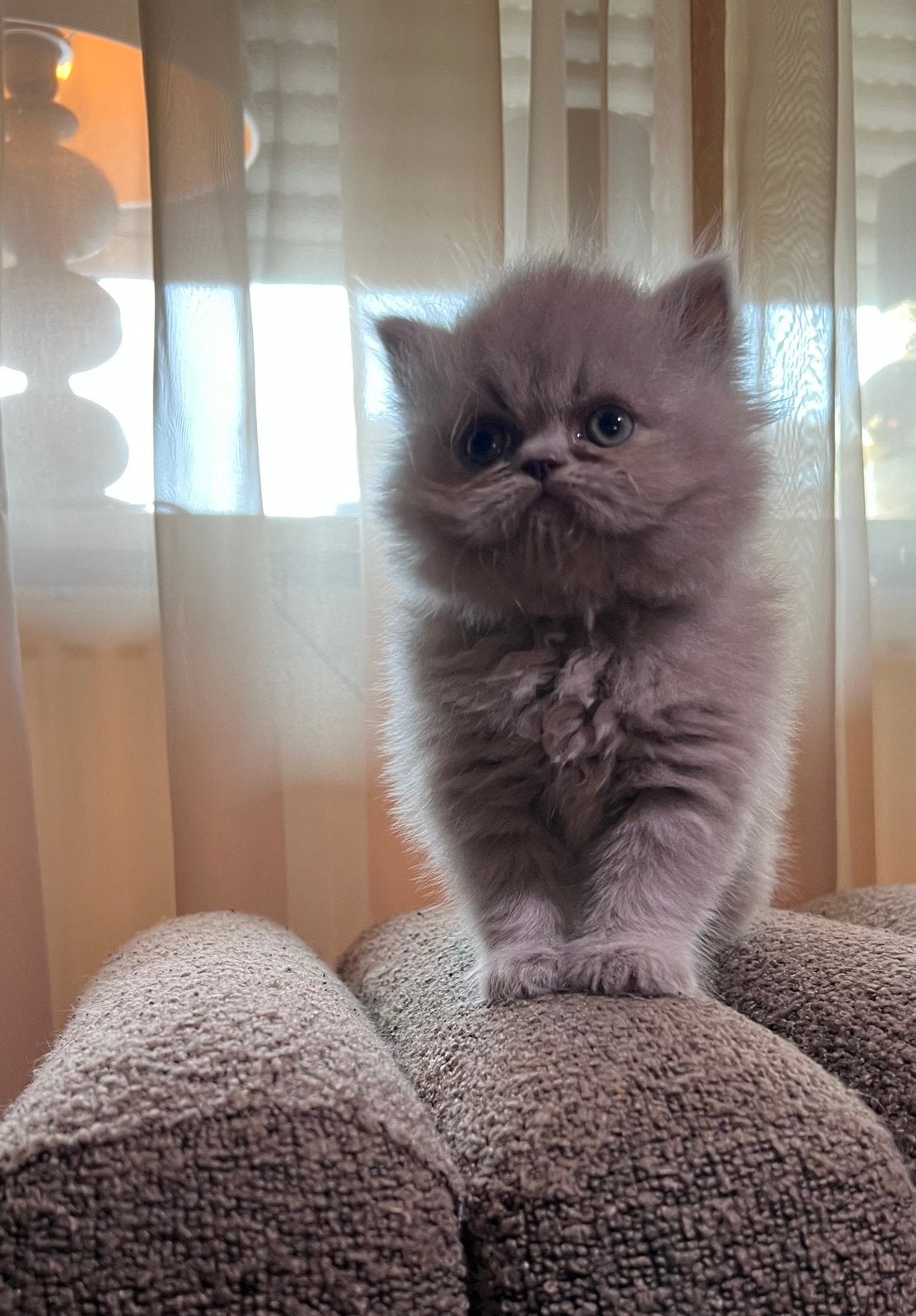 Kitten perzisch langhaar Blue Point X Britse Korthaar Blauw, Meerdere dieren
