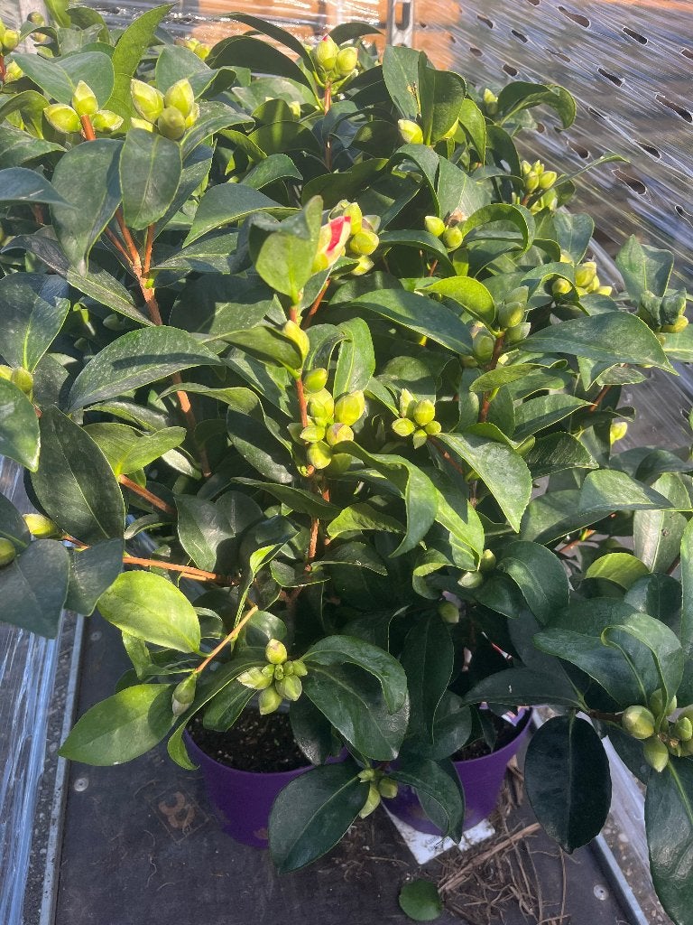 Nieuwe Camellia 'Summer Nights' - Prachtige Rode Bloemen, Vaste plant, Halfschaduw, Winter, Ophalen