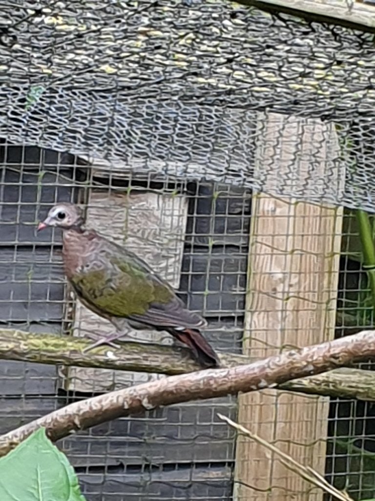 Groenvleugel duiven buitenvolière, Dieren en Toebehoren, Meerdere dieren, Overige soorten