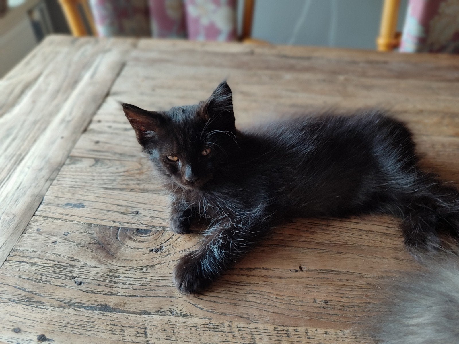 Te koop drie kittens kruising Maine Coon x Siberische boskat, Dieren en Toebehoren, Meerdere dieren