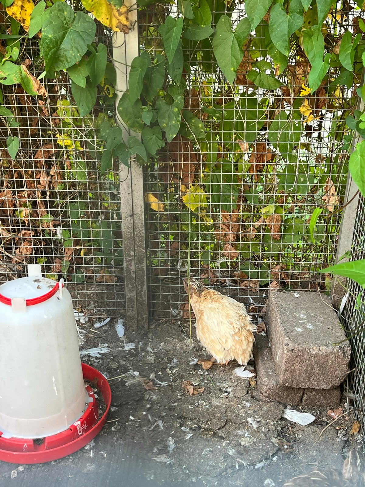Mannetjes kwartels, Mannelijk, Overige soorten