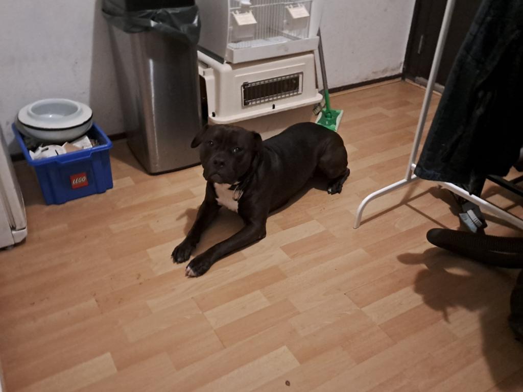 Pitbull teefje, Ophalen, Zo goed als nieuw, 110 cm of meer, 65 tot 100 cm