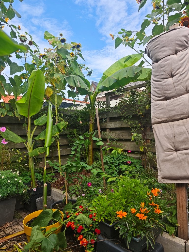 Winterharde banaan, Vaste plant, Bloeit niet, Halfschaduw, Ophalen