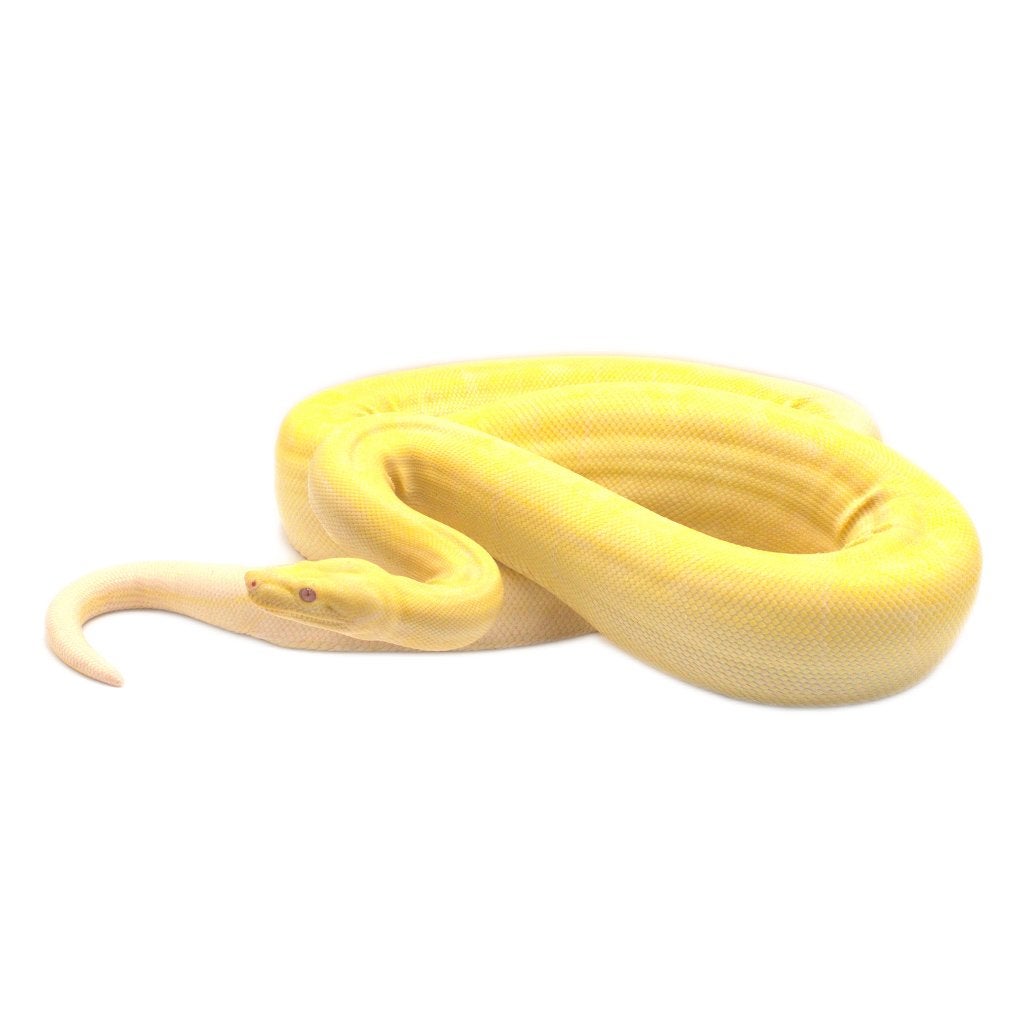 Boa Constrictor Imperator Litter 02 2026 Boa Constrictor photo 4