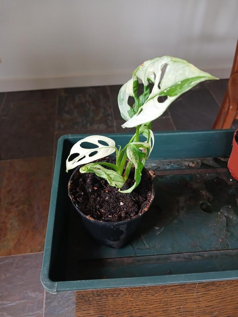 Monstera Adansonii Variegata-Zeldzame Kamerplant, Huis en Inrichting, Kamerplanten, Ophalen of Verzenden, Halfschaduw, Minder dan 100 cm